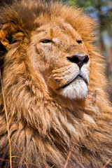 Lion, Panthera leo, Rhino and Lion Nature Reserve, Gauteng, South Africa, Africa