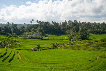 a field of green crops with trees in the background