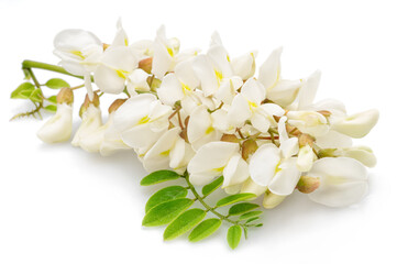 Fototapeta premium Raceme of blooming acacia flowers with green leaves on white background.