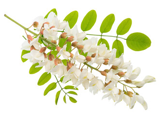 Raceme of blooming acacia flowers with green leaves on white background. File contains clipping path.