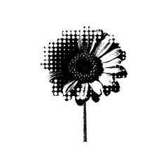 Monochrome Flower Sunflower Vector