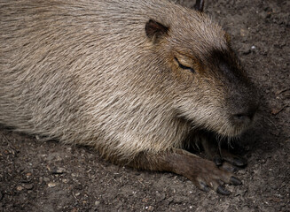 Close-up of a capybara on field