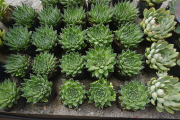 succulents 3