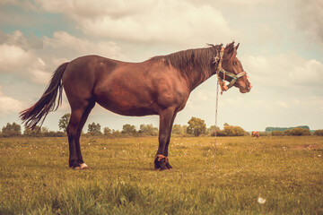 Brown horse with a halter stands in a grassy field, looking toward the horizon. The horse is facing...