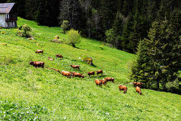 Scène champêtre, troupeau de vaches tarines, Beaufortain, Savoie, France