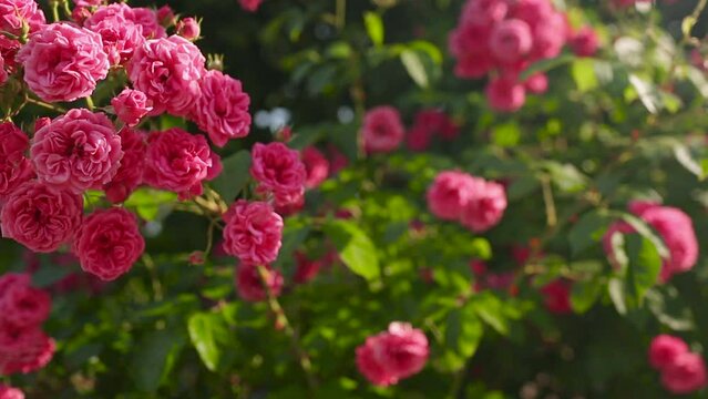 A pink rose. A bush of pink Laguna roses. Cultivation of Super Excelsa roses.
