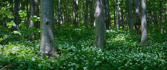 Allium ursinum blooming in green summer beech forest