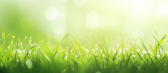 Obraz premium Abstract art background with lush green grass, ideal as a spring or summer copy space image.