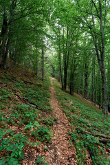 A narrow hiking trail in a summer, mountain forest