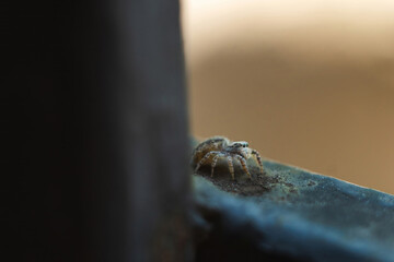 macro closeup on Hyllus semicupreus Jumping Spider. This spider is known to eat small insects like grasshoppers, flies, bees as well as other small spiders.
