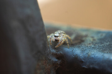 macro closeup on Hyllus semicupreus Jumping Spider. This spider is known to eat small insects like grasshoppers, flies, bees as well as other small spiders.