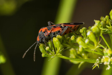 bug on a leaf
