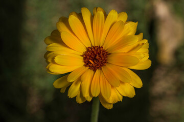 yellow flower in the garden