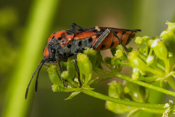 bug on a leaf