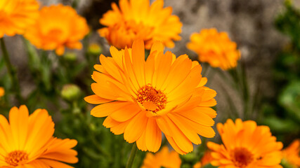 Orange flower in a village in Spain