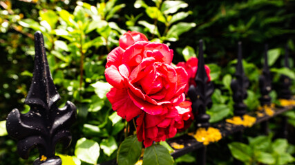 Beautiful rose in a village in Spain