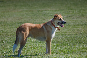 Cute dog on the ground
