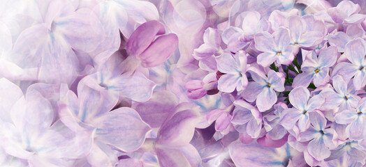Floral spring background. Lilac bouquet  pink  flower petals. Close-up. Nature. Lilac bunch.