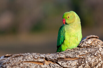 The rose-ringed parakeet (Psittacula krameri), also known as the ring-necked parakeet, is a medium-sized parrot.