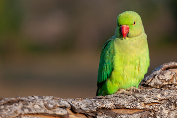 The rose-ringed parakeet (Psittacula krameri), also known as the ring-necked parakeet, is a medium-sized parrot.