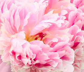 Peony  flower. Floral pink background.  Macro.   Nature.