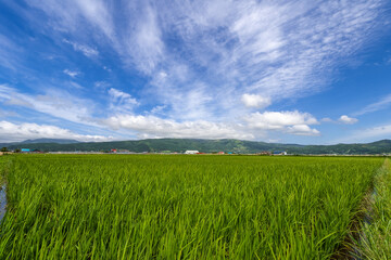 Fototapeta premium 大野平野の夏風景