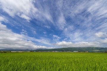 大野平野の夏風景