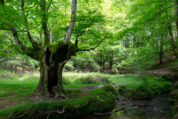 Fototapeta premium forest in spring