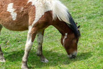 horse and foal