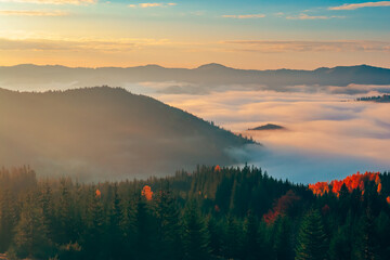 Panoramic view of mountain range in fog sunrise. Alpine mountains. Bright sun glow, autumn mist pine tree forest. Golden natural light. Stunning natural background. Carpathians, Ukraine travel explore