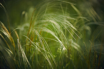 No people close up of green feather grass growing in forest or grassland on summer day, copy space