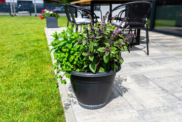 Various herbs standing on the terrace in a large pot on wheels, with a lawn in the background.