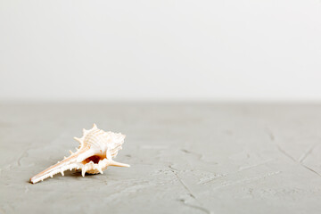 Summer time concept with sea shells or starfish on a table background with copy space for text