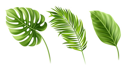 Set of summer green leaves isolated on white, cut out