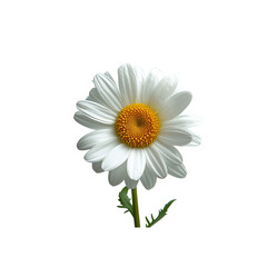 Naklejka premium Closeup of a White Daisy Flower with Yellow Center, Isolated on White Background, Delicate and Beautiful Bloom, Perfect for Nature, Botanical, and Spring Themes, Ideal for Floral and Garden Designs