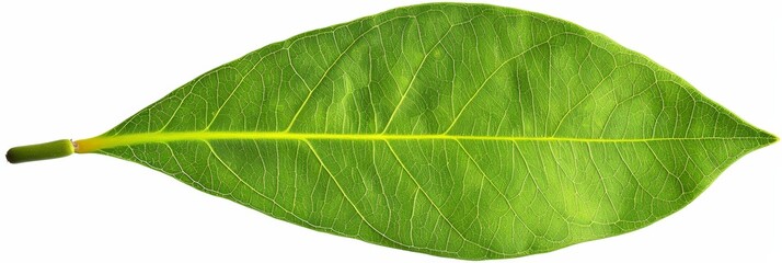 Fototapeta premium Vivid green leaf veins macro on white, showcasing intricate details with soft focus