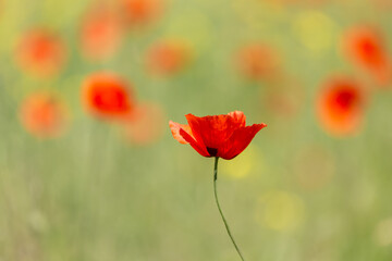 A field of wild poppies in Latvia