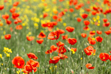 A field of wild poppies in Latvia