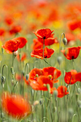 A field of wild poppies in Latvia
