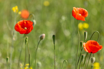 A field of wild poppies in Latvia