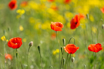 A field of wild poppies in Latvia