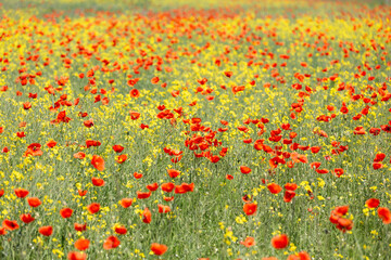 A field of wild poppies in Latvia
