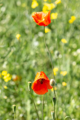Obraz premium A field of wild poppies in Latvia