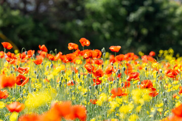 A field of wild poppies in Latvia