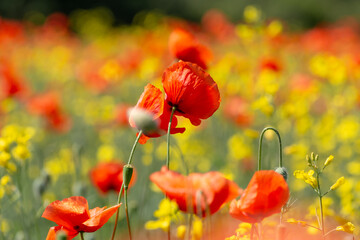A field of wild poppies in Latvia