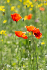 A field of wild poppies in Latvia