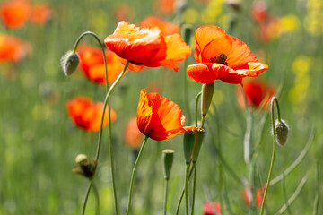 A field of wild poppies in Latvia