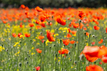 A field of wild poppies in Latvia