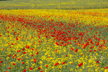 A field of wild poppies in Latvia