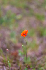 A field of wild poppies in Latvia